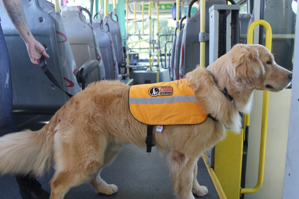 Empresas de ônibus de Sorocaba apoiam projeto para treinar cães-guia no transporte coletivo